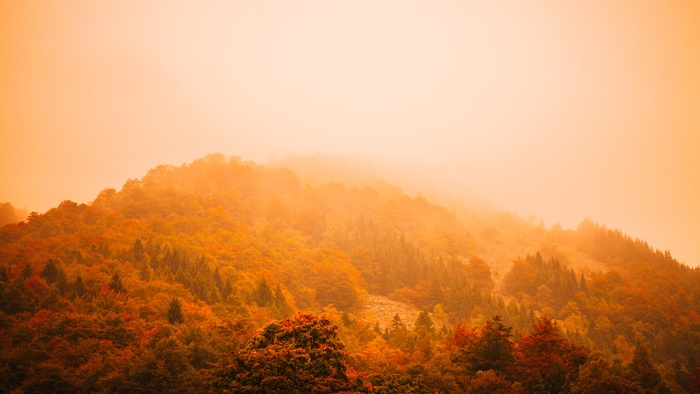 高清森林树林风景