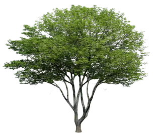 树木树枝树叶免扣素材