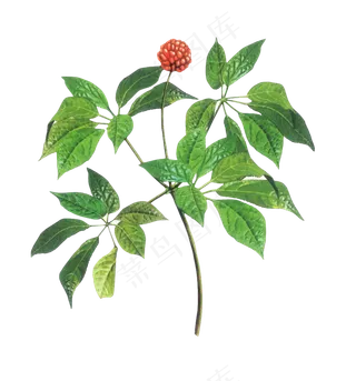 手绘草本中药药材