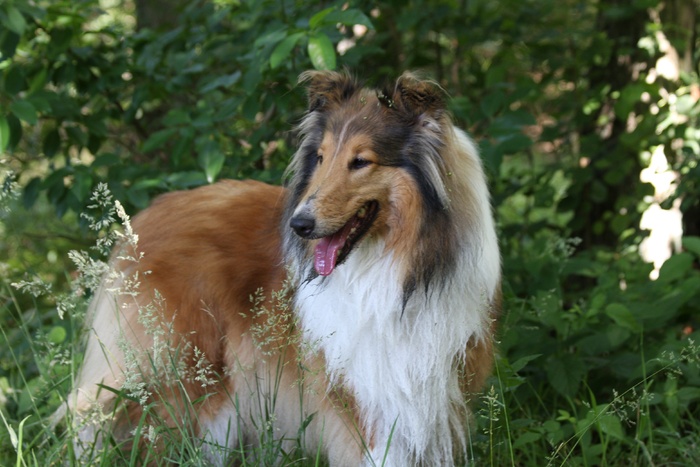 丛林大型牧羊犬图片