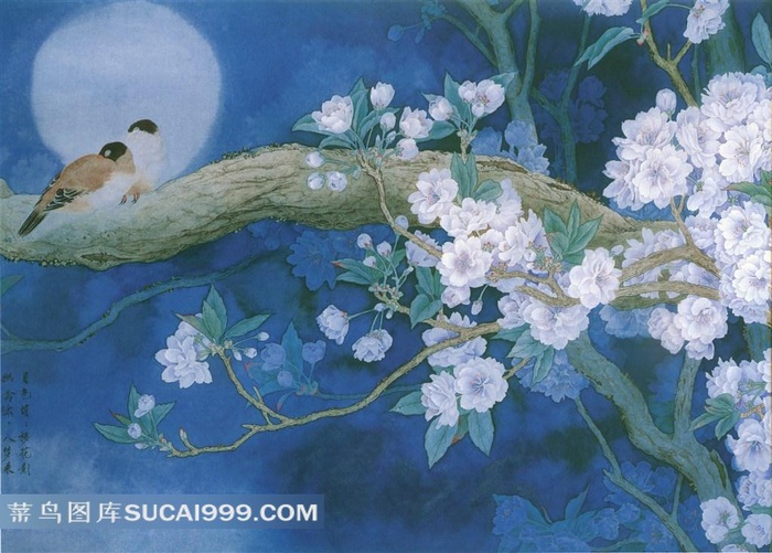 高清花鸟图片