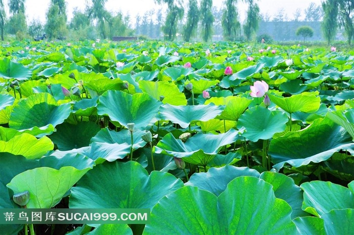 精美池塘荷花素材图片下载