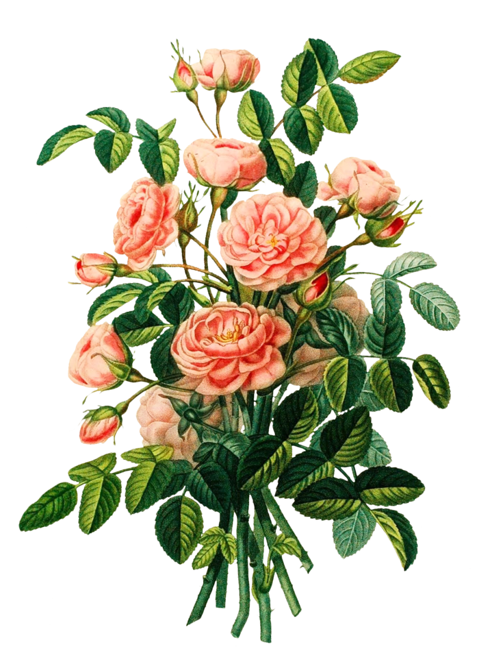 复古手绘植物花卉插画 免抠