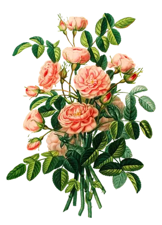 复古手绘植物花卉插画 免抠