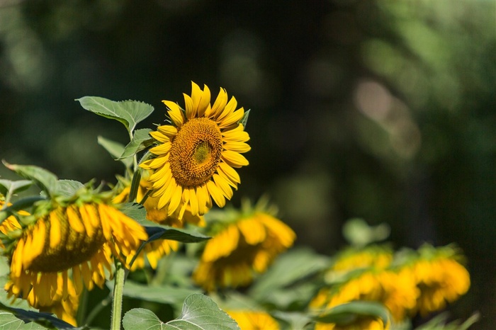 花丛中一棵昂首的向日葵