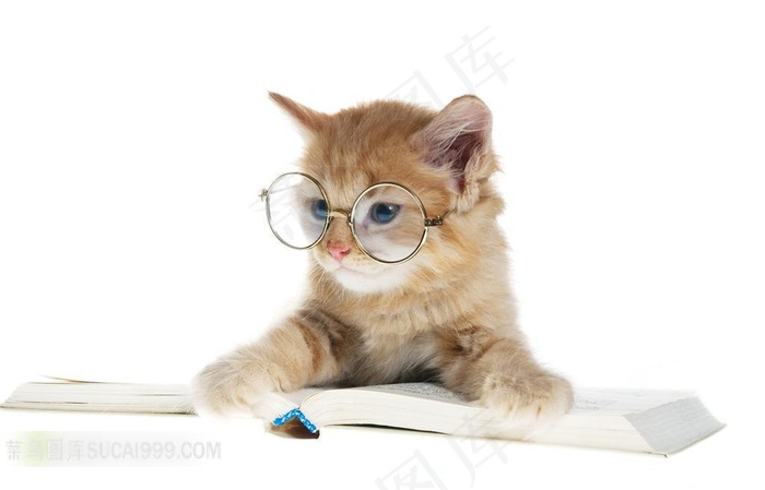 戴眼镜的小猫图片