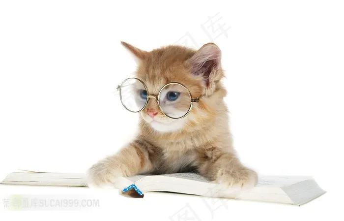 戴眼镜的小猫图片
