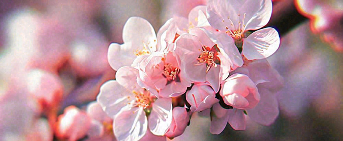 白色浪漫春季樱花花朵枝叶，立春惊蛰春分摄影图(1712x704)