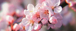 白色浪漫春季樱花花朵枝叶，立春惊蛰春分摄影图