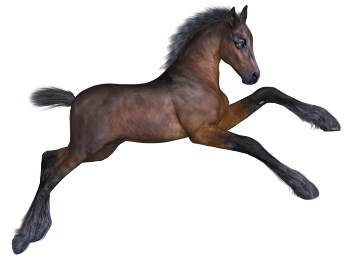 马动物免扣素材透明背景野马
