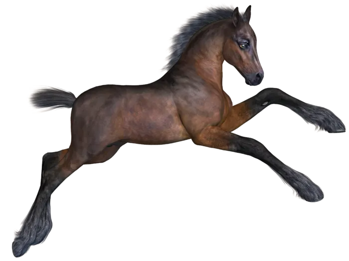 马动物免扣素材透明背景野马