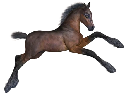 马动物免扣素材透明背景野马