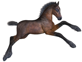 马动物免扣素材透明背景野马