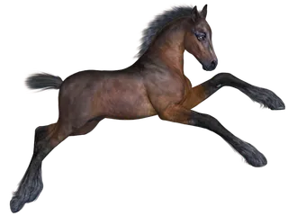 马动物免扣素材透明背景野马