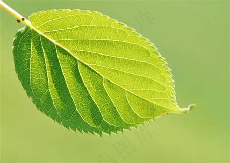 森林树木美丽风景素材 森林树木美丽风景素材