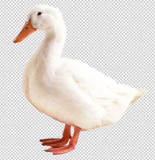 鸭子免扣素材