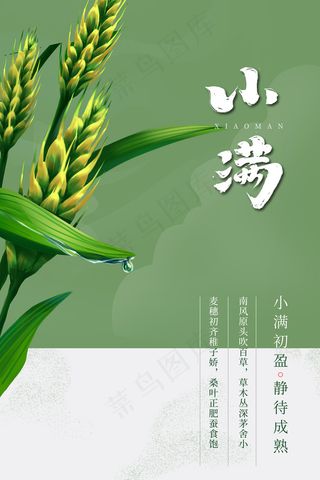 手绘24传统节气小满节日海报