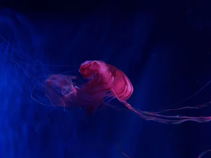 蓝色底海洋生物高清图片