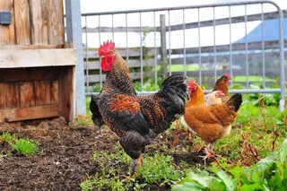 大公鸡和老母鸡