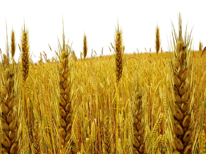 现代农业种植麦子