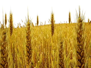 现代农业种植麦子