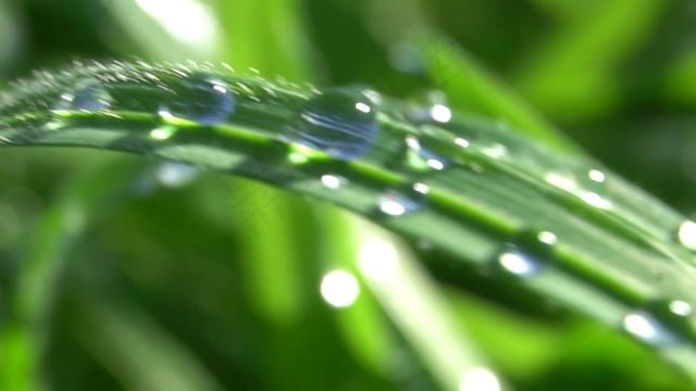 露, 草叶, 宏, 露珠, 草, 关闭, 晨露, 绿色