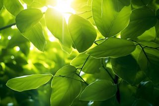 绿叶茂盛阳光背景