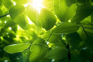 绿叶茂盛阳光背景