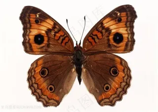 高清黄褐斑纹蝴蝶标本图片