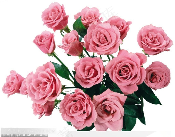 玫瑰花束-俯视下粉色玫瑰花