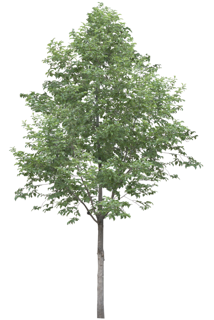 高清树木素材 免抠PSD植物素材 美术绘画园林贴图 树草灌木花草