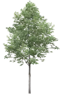 高清树木素材 免抠PSD植物素材 美术绘画园林贴图 树草灌木花草