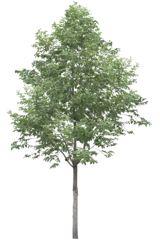 高清树木素材 免抠PSD植物素材 美术绘画园林贴图 树草灌木花草