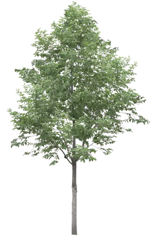 高清树木素材 免抠PSD植物素材 美术绘画园林贴图 树草灌木花草