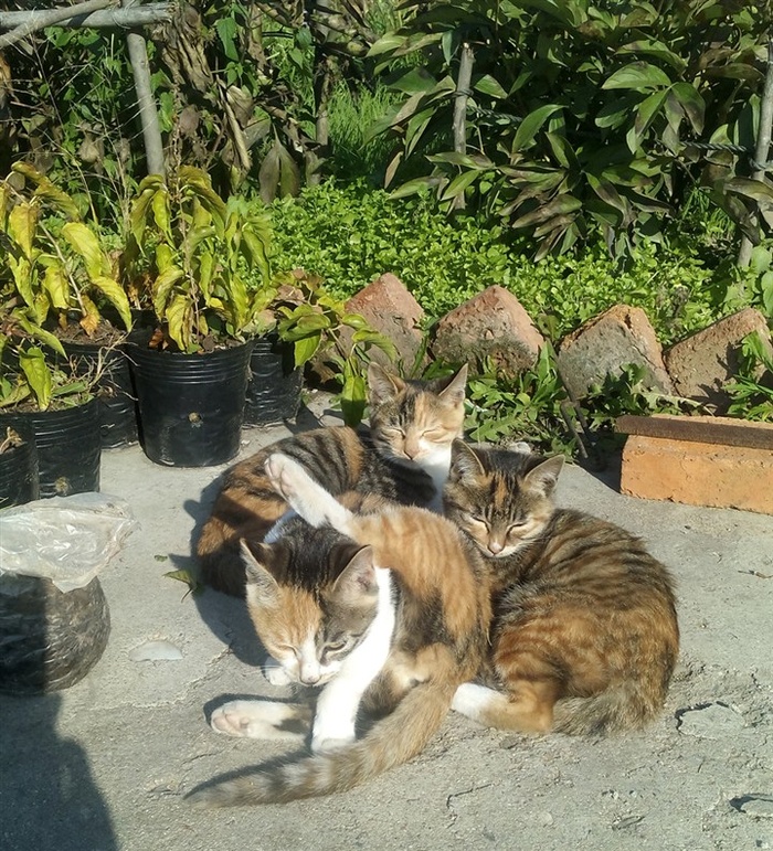 三只可爱的猫咪