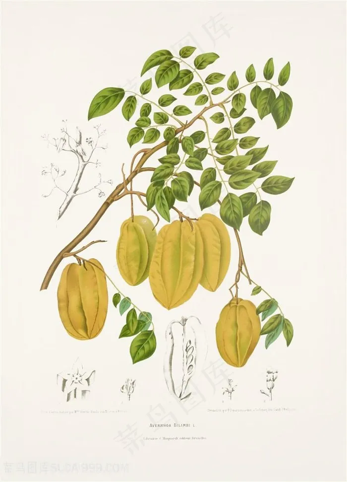 古图书植物果实水彩插画