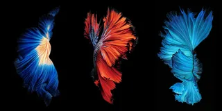 新中式简约现代时尚晶瓷画彩色斗鱼装饰画