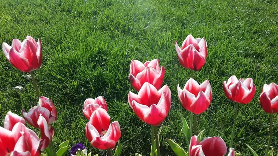 鲜艳郁金香花朵图片 鲜艳郁金香花朵图片