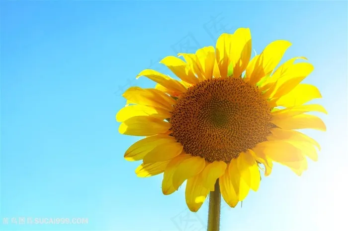 阳光太阳花向日葵花图片