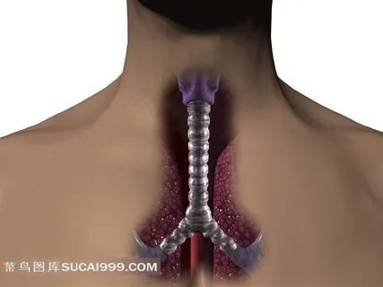 人体器官透视图片