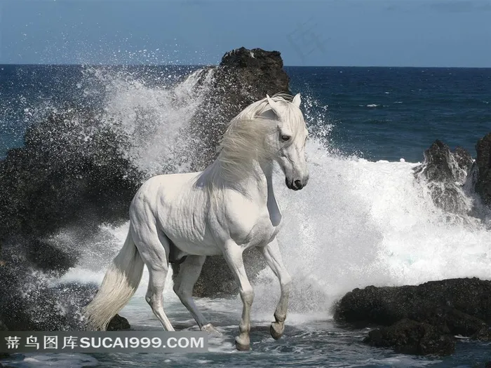 海边的白马摄影素材