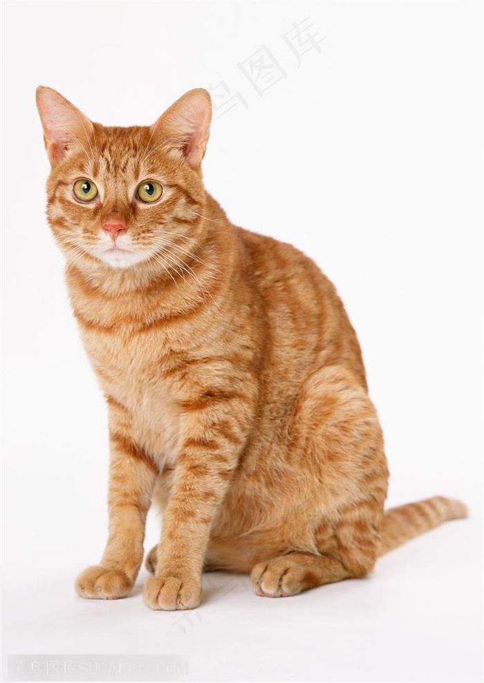 可爱猫咪-坐着的可爱虎纹猫