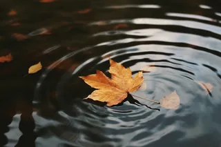 秋天水中落叶枫叶摄影图