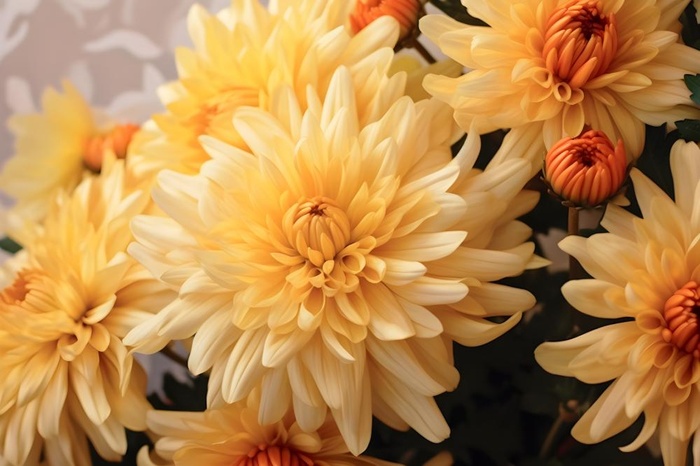 菊花光照摄影图