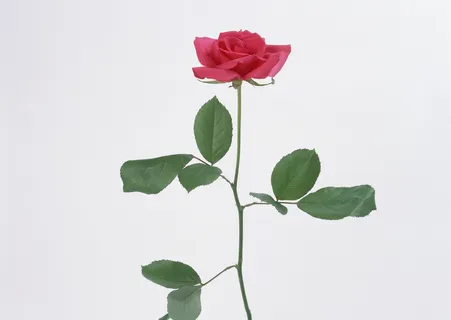 绿花叶的玫瑰 绿花叶的玫瑰