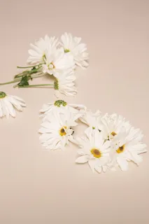 白色纯洁雏菊摄影素材