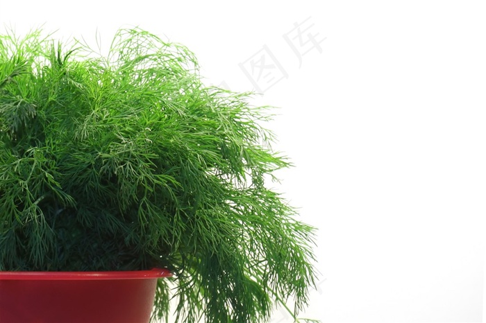 茼蒿高清局部特写