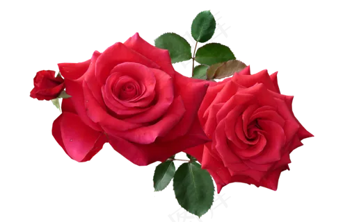 玫瑰 红色 红玫瑰 玫瑰花 花朵 鲜花特写 免抠