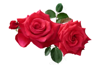 玫瑰 红色 红玫瑰 玫瑰花 花朵 鲜花特写 免抠