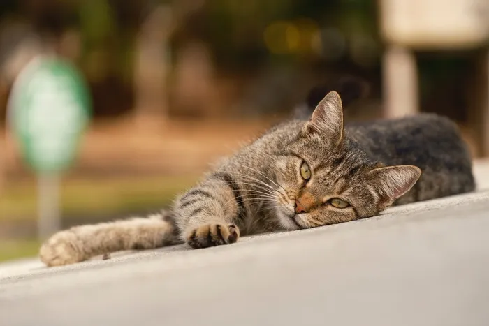 可爱猫咪猫猫摄影素材